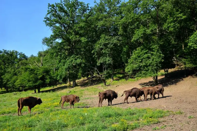 Sights and attractions in Hunedoara County